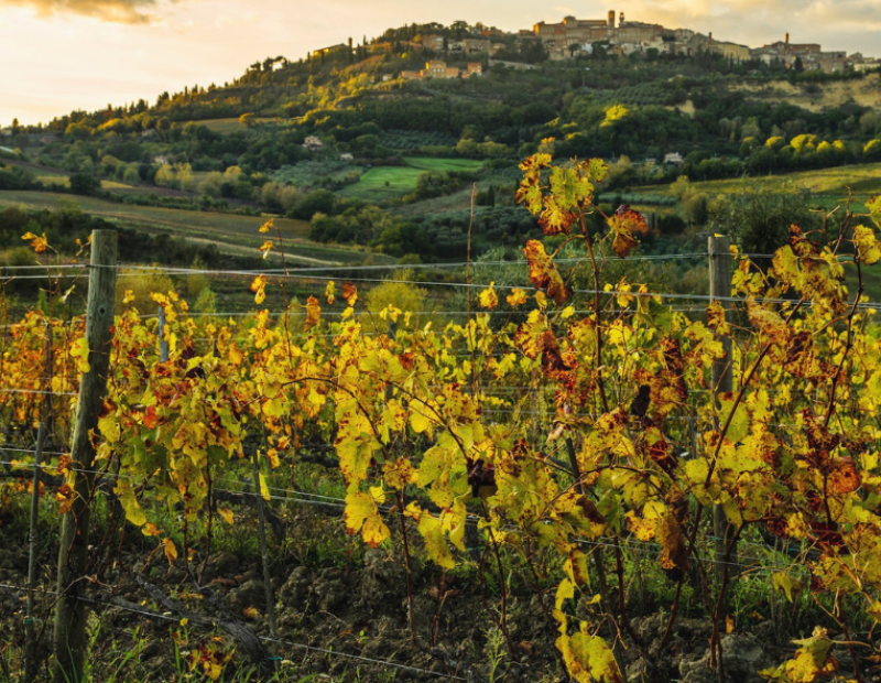 50-cantine-top-2025-salcheto