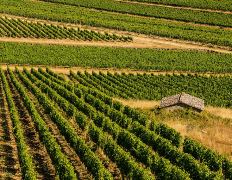 50-cantine-top-2025-san-felice