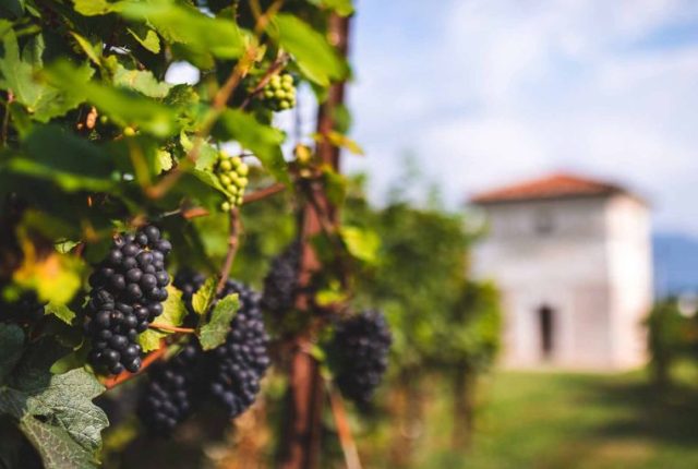 Berlucchi Franciacorta Berlucchi Franciacorta