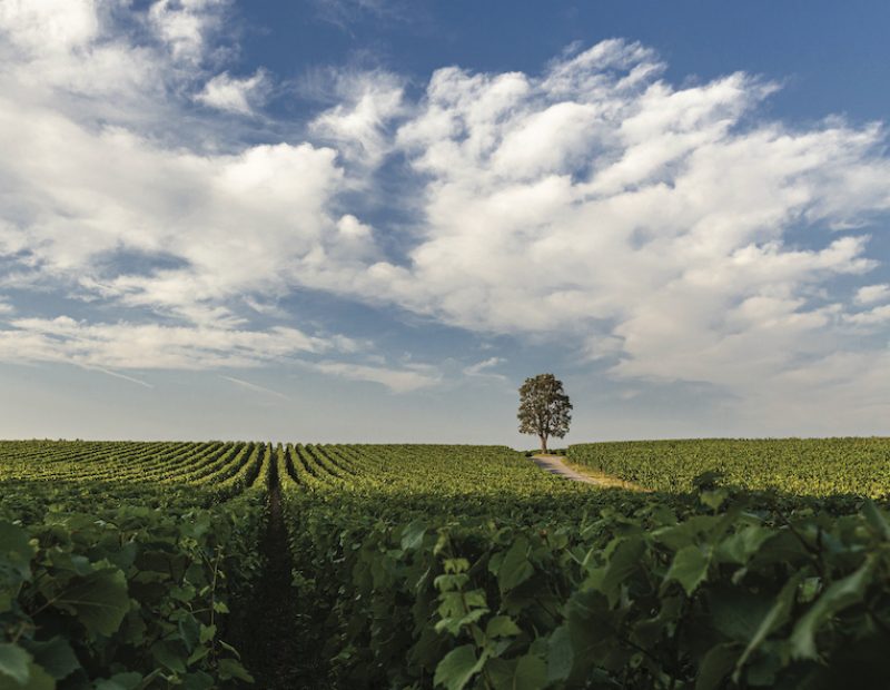 Ca del Bosco La Sughera