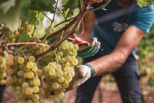 Consorzio Alghero Doc