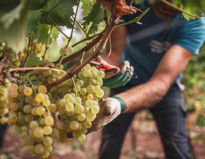 Consorzio Alghero Doc