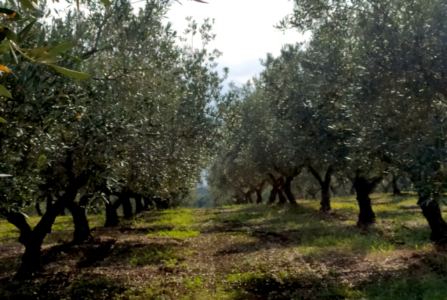 Camminata tra gli olivi