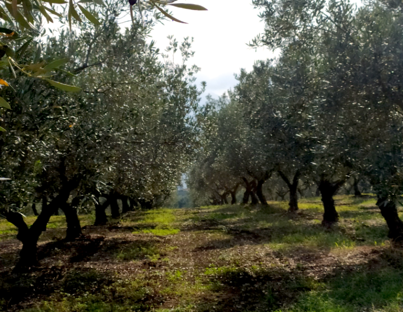 Camminata tra gli olivi