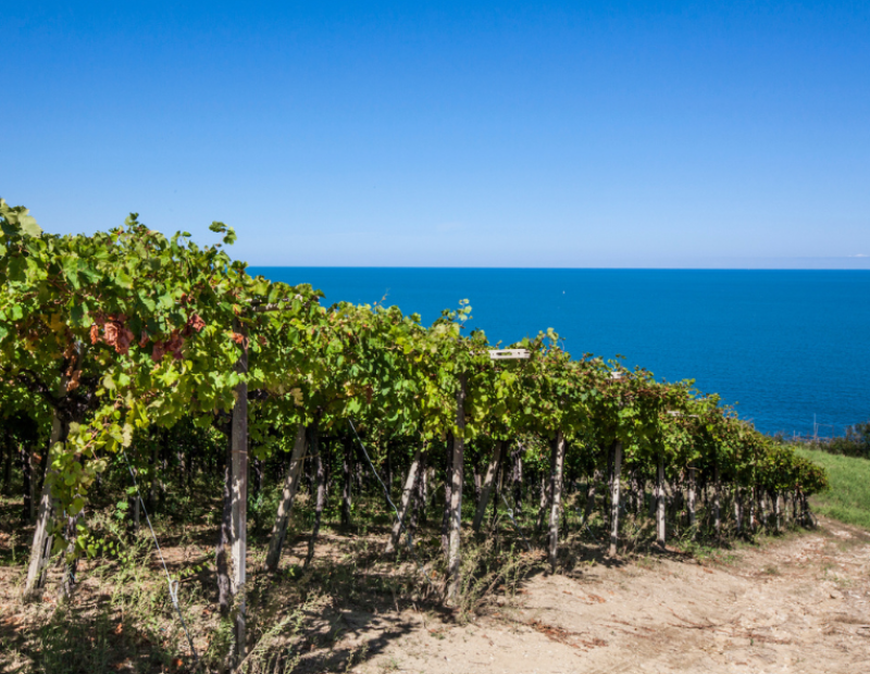 Abruzzo estate