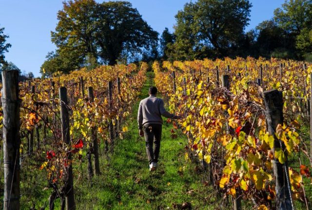 Fattoria Le Pupille