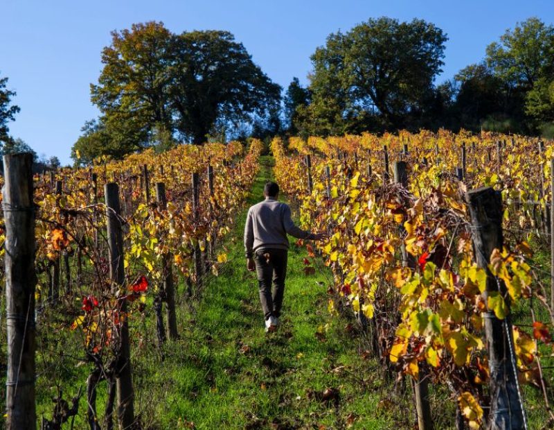 Fattoria Le Pupille