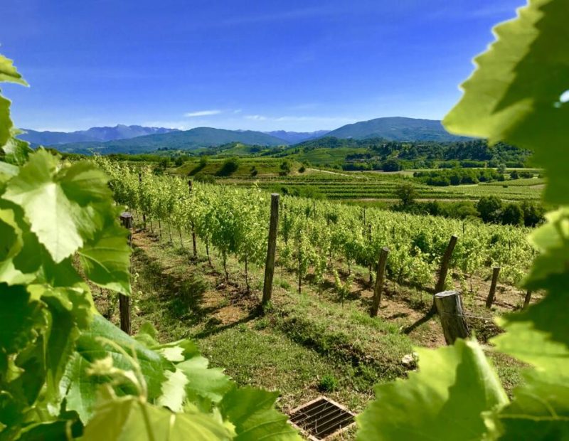 Foto vigne specogna