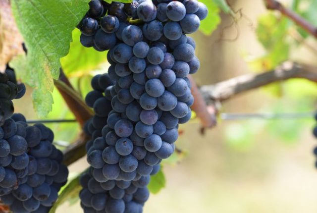Grappoli di Pinot Nero tra i filari di Tenuta Cafaggiolo