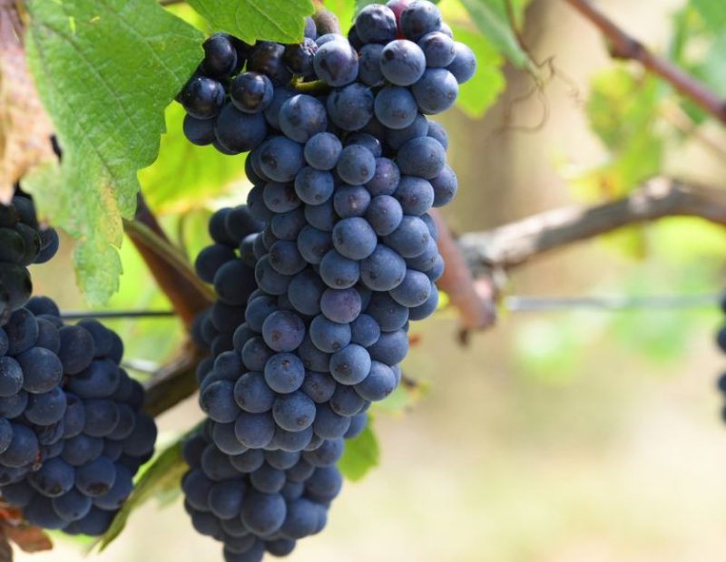 Grappoli di Pinot Nero tra i filari di Tenuta Cafaggiolo