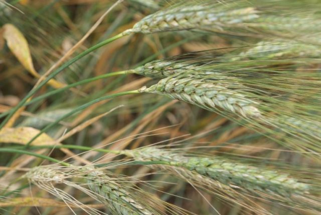 spighe di grano, Arteagricola