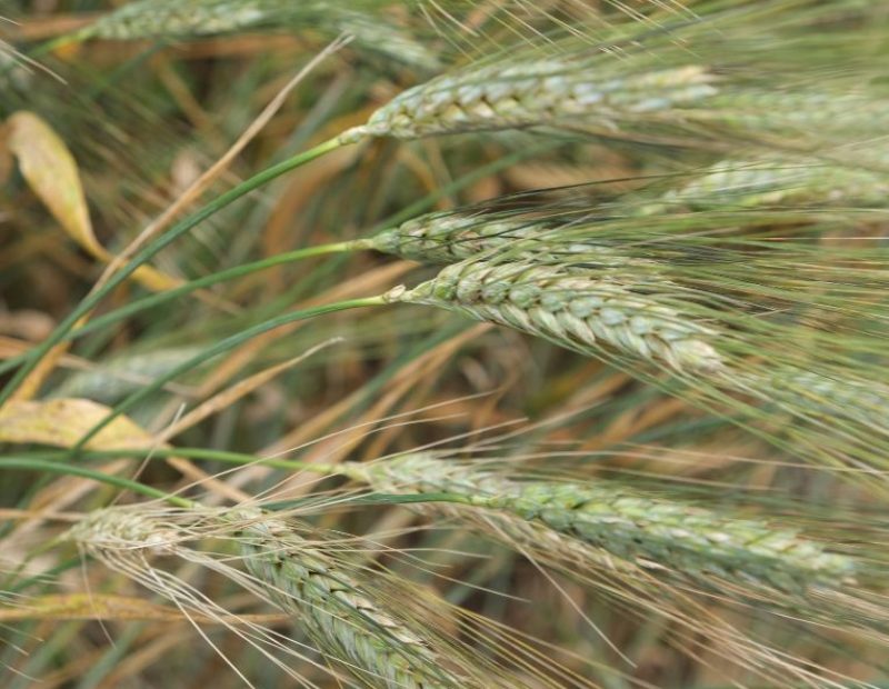 spighe di grano, Arteagricola