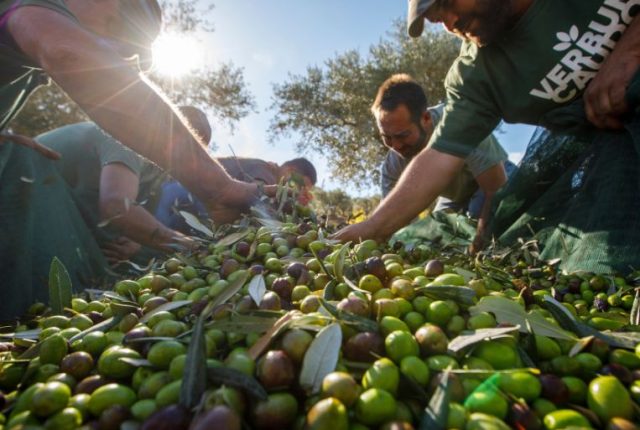 La raccolta delle olive nel 2023 di Verbumcaudo