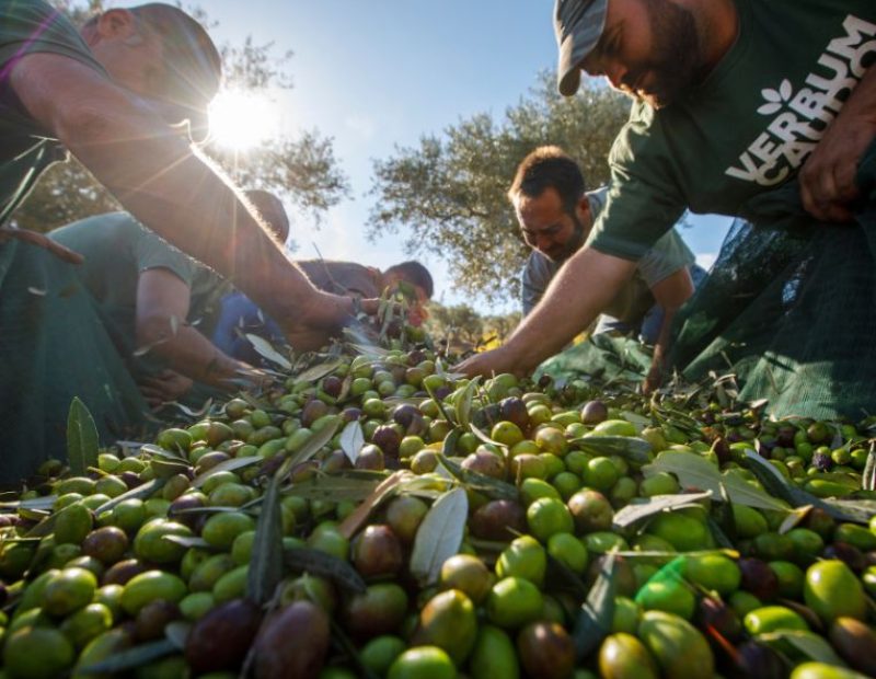 La raccolta delle olive nel 2023 di Verbumcaudo