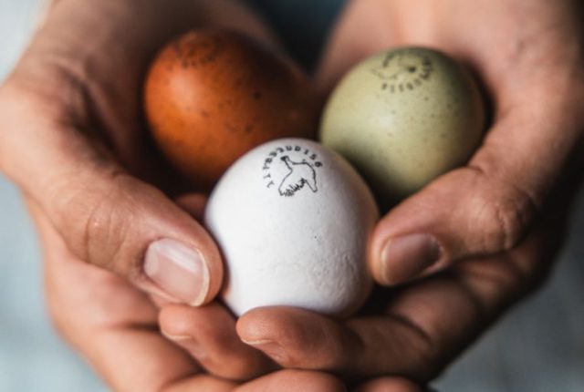 Le rainbow eggs di Fattoria Sant'Eliseo (ph. Silvia Poli Photography)