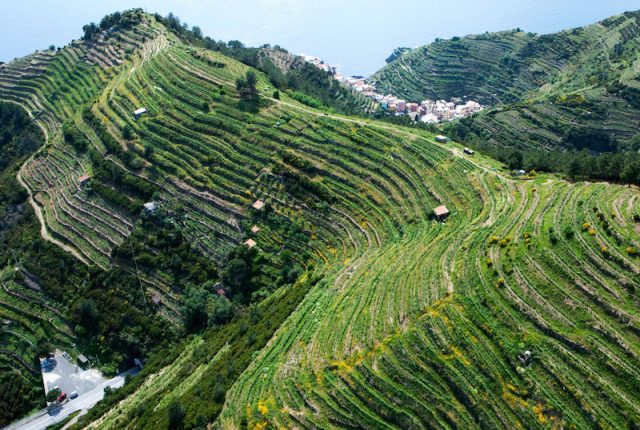 sciacchetrà liguria