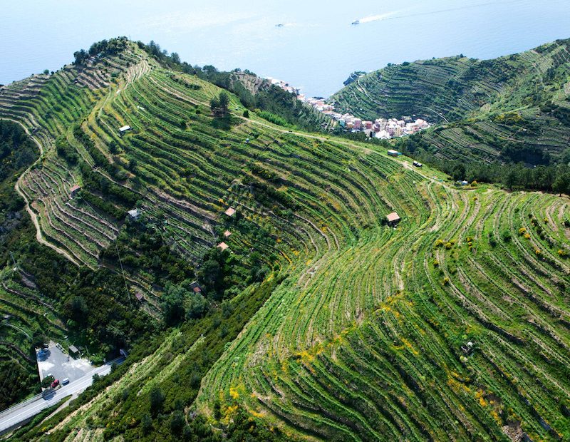 sciacchetrà liguria