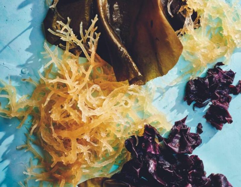 New Skills: kelp, irish moss, dulse