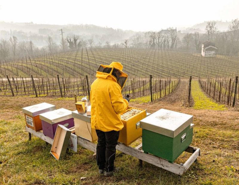 Le arnie tra le vigne della cantina Santa Margherita