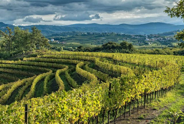 Sulla Strada del Vino e dei Sapori in Friuli Venezia Giulia