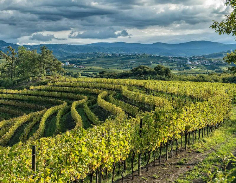 Sulla Strada del Vino e dei Sapori in Friuli Venezia Giulia