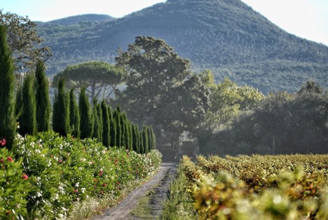 Bolgheri