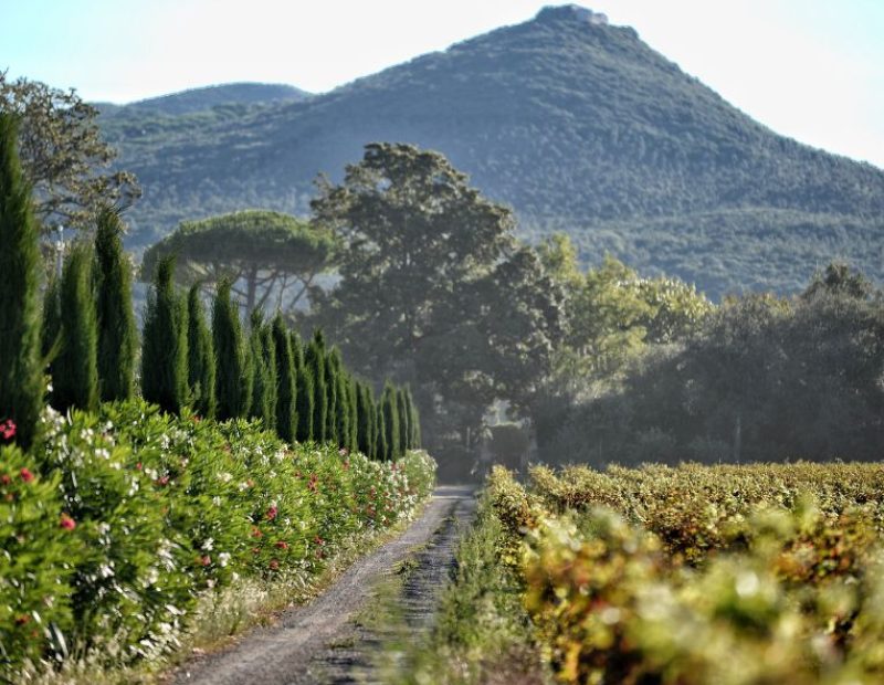 Bolgheri