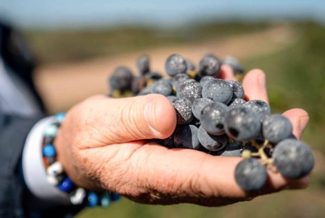 grappolo d'uva di cantina Torrevento in Puglia