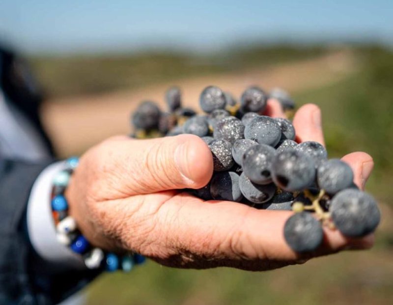 grappolo d'uva di cantina Torrevento in Puglia
