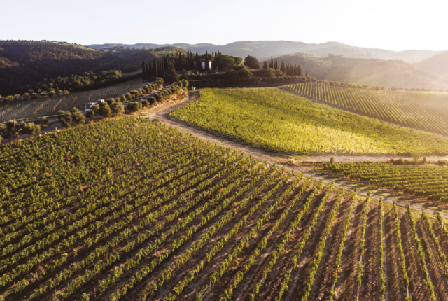 Speciale Vino Cecchi