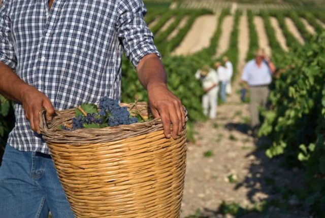 Vendemmia tra i filari in Sicilia