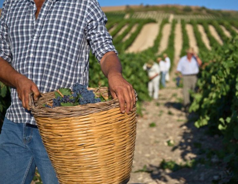 Vendemmia tra i filari in Sicilia