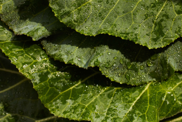 Verdure a foglia verde