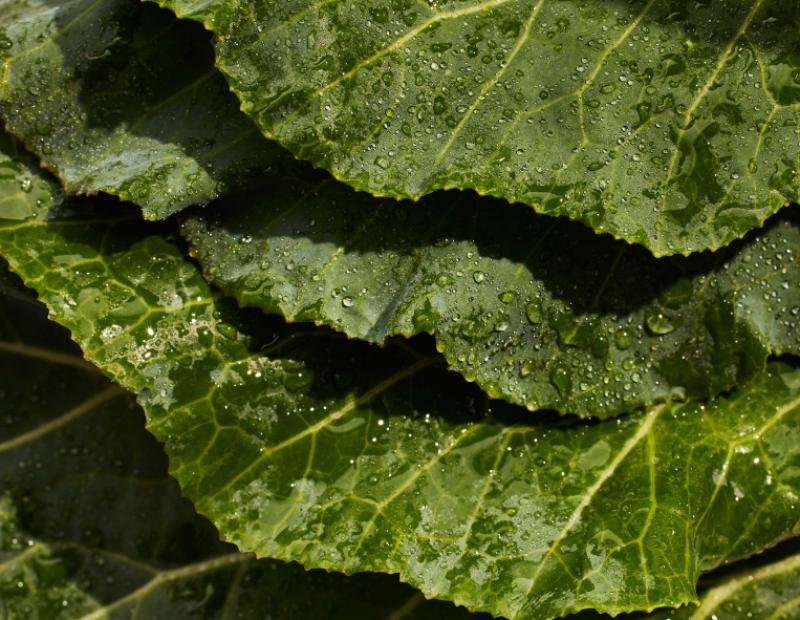 Verdure a foglia verde