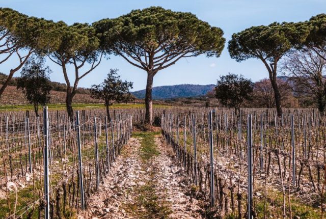 Tenuta Meraviglia