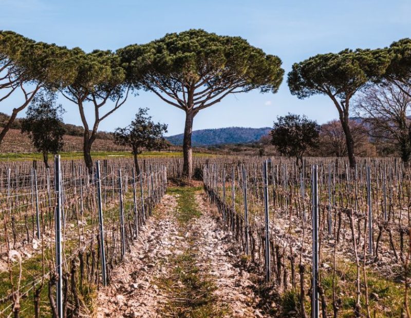 Tenuta Meraviglia