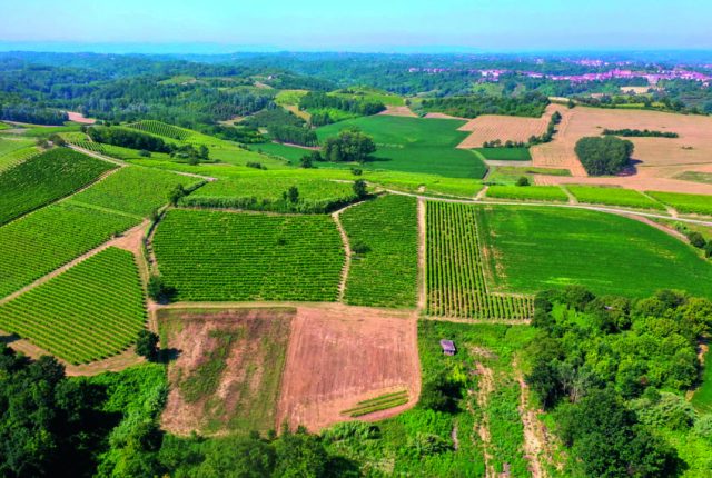 Vigneti Ferraris Monferrato