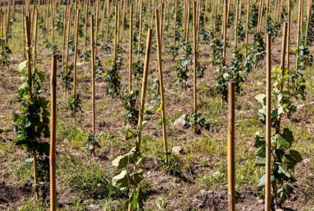 Inaugurazione del vigneto urbano a Roma