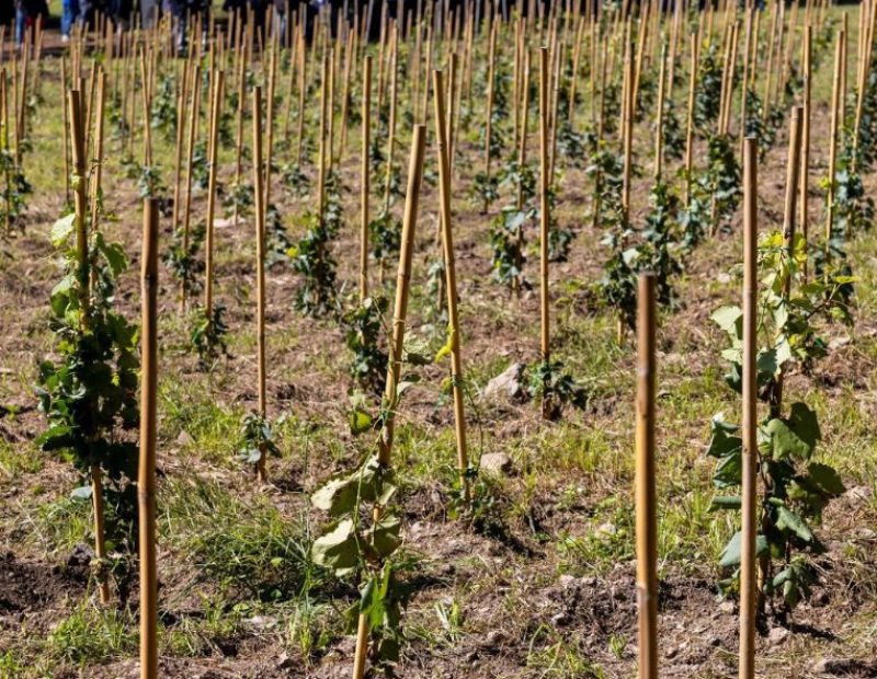 Inaugurazione del vigneto urbano a Roma
