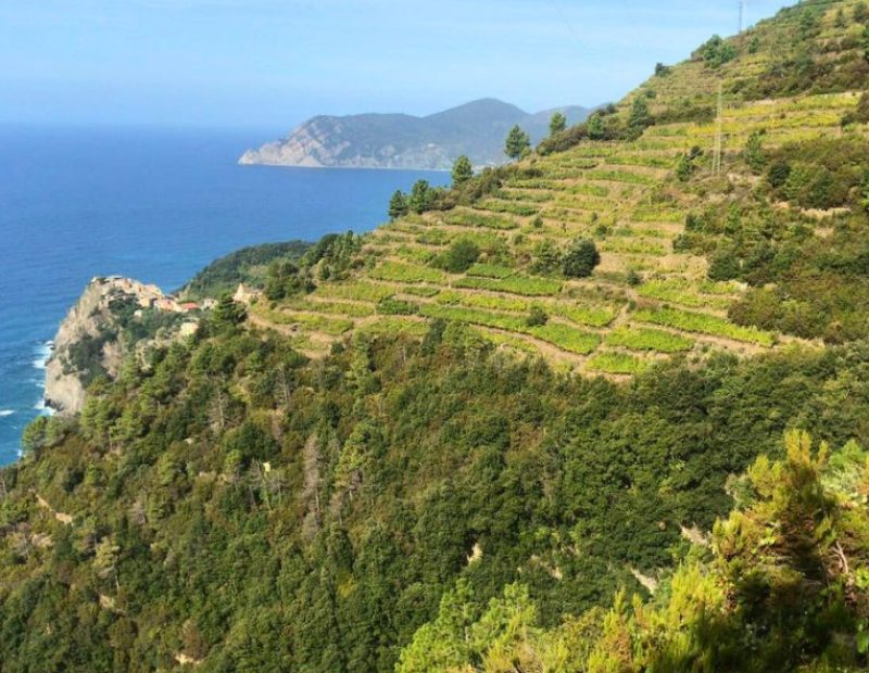 Viticoltura eroica in Toscana