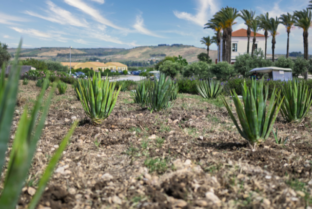 agalia-verdura-resort-giardino-botanico-agave-sicilia