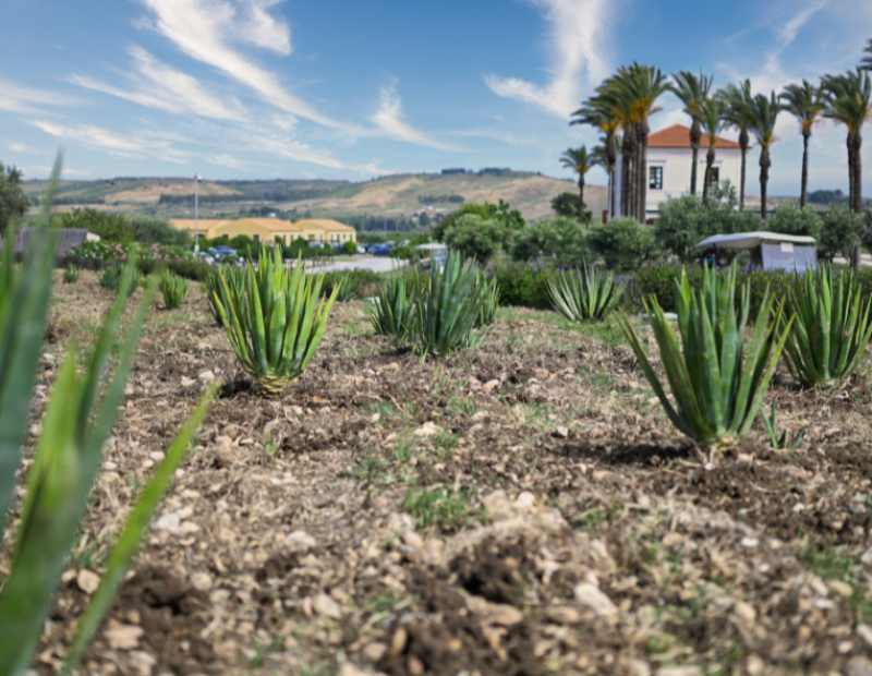 agalia-verdura-resort-giardino-botanico-agave-sicilia