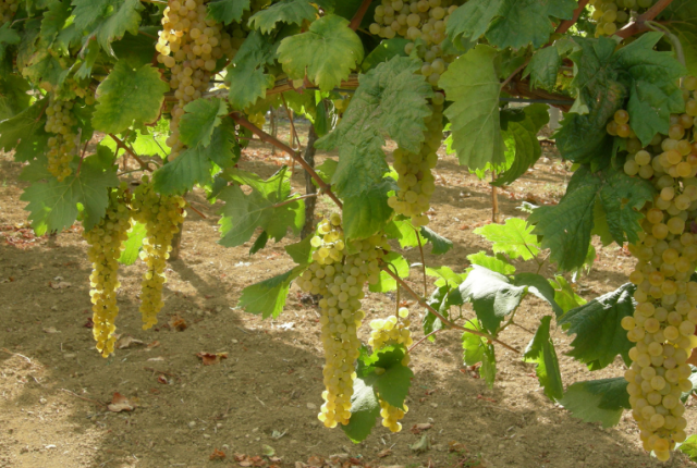 albana-di-romagna-vino