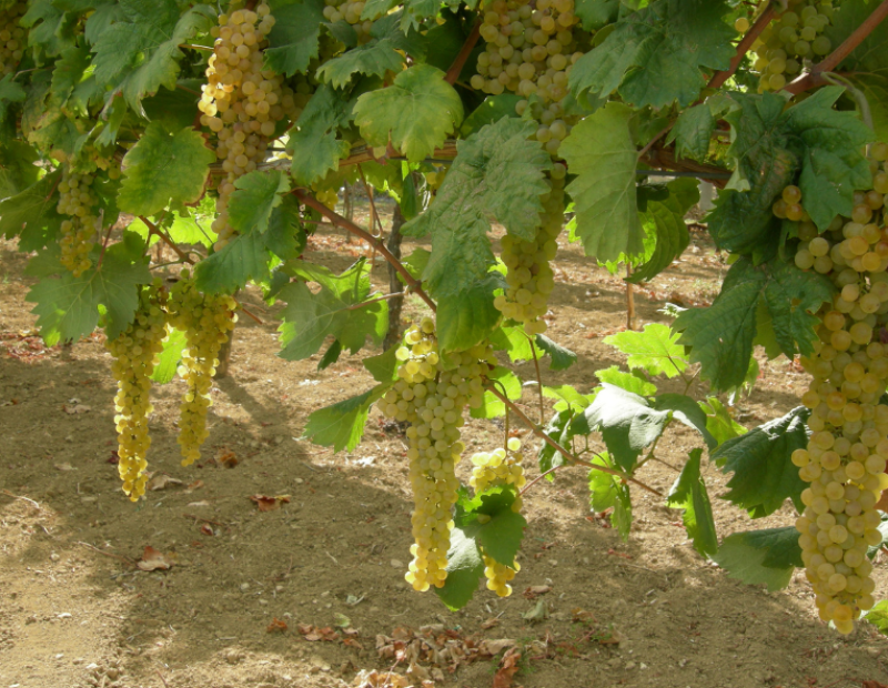 albana-di-romagna-vino