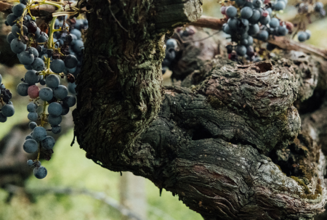 alois-lageder-50-cantine-top-2026