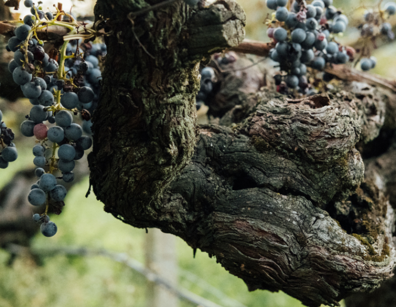 alois-lageder-50-cantine-top-2026