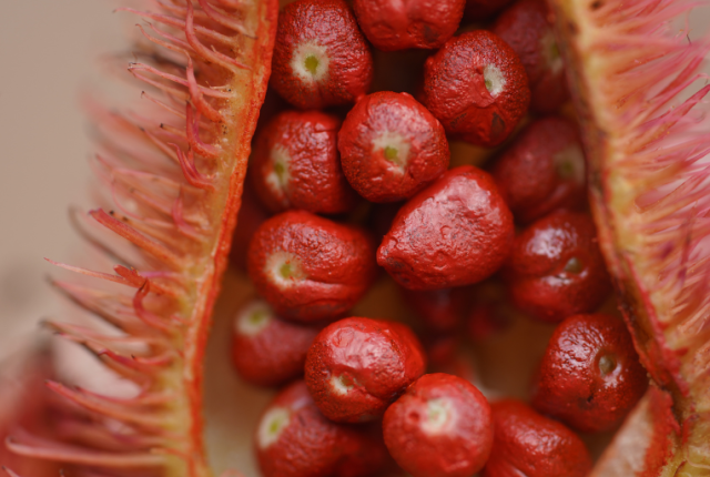 annatto