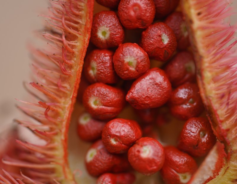 annatto