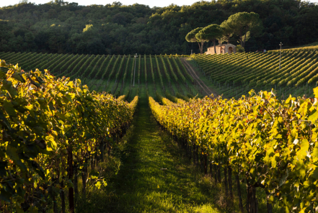 arillo-in-terrabianca-50-cantine-top-2026