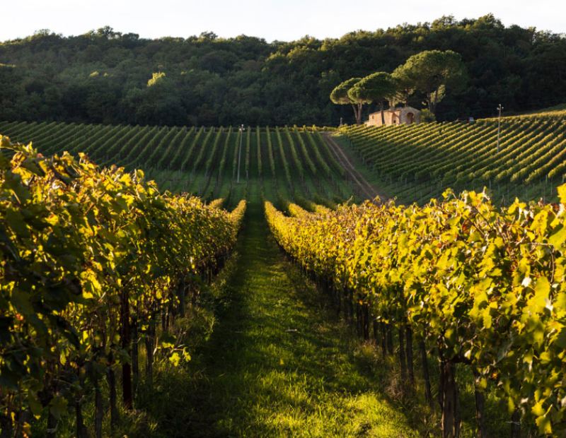 arillo-in-terrabianca-50-cantine-top-2026